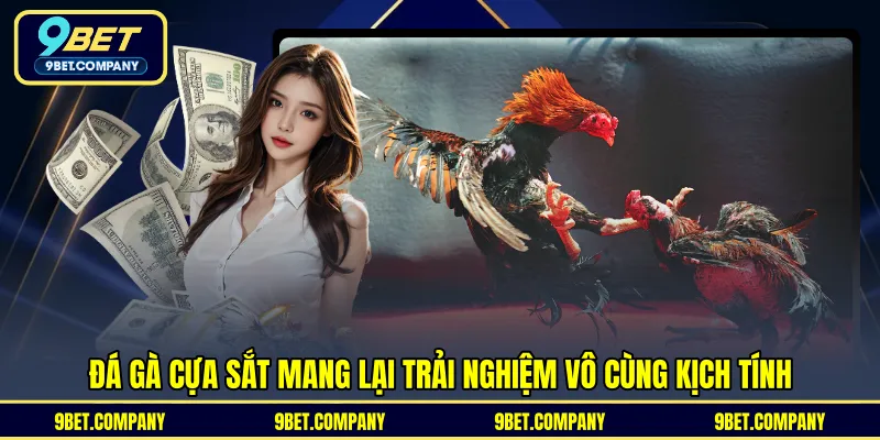 Đá gà cựa sắt mang lại trải nghiệm vô cùng kịch tính